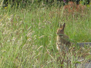 Ivy Rock House B&B Roundstone Esterno foto